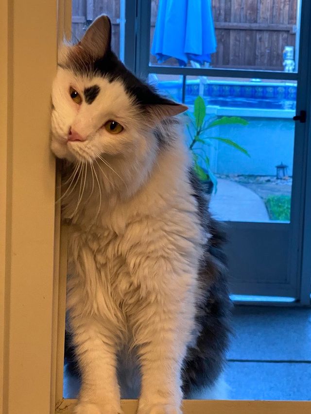 Window Chip