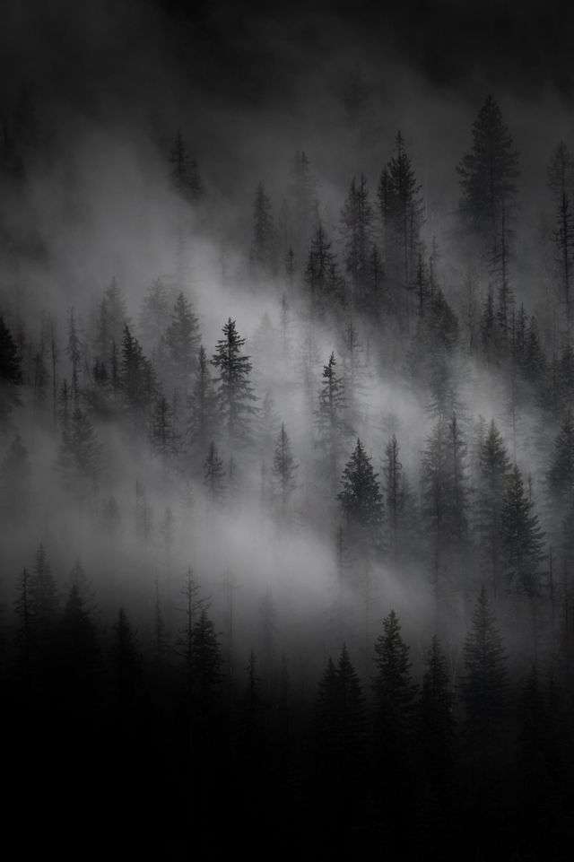 Dark Forest