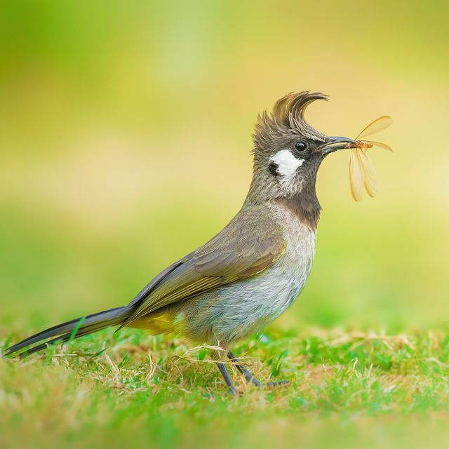 Himalayan Bulbul