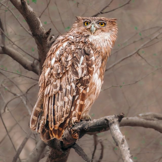 Brown Fish Owl