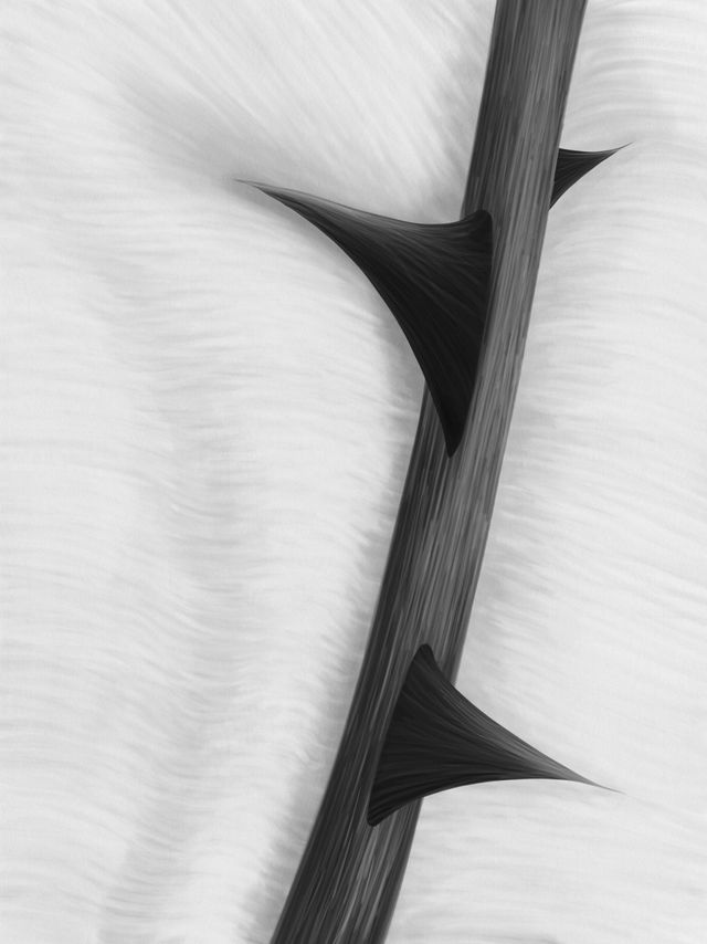 Thorn & Silk