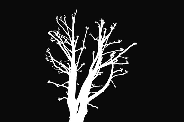 The Wishing Tree