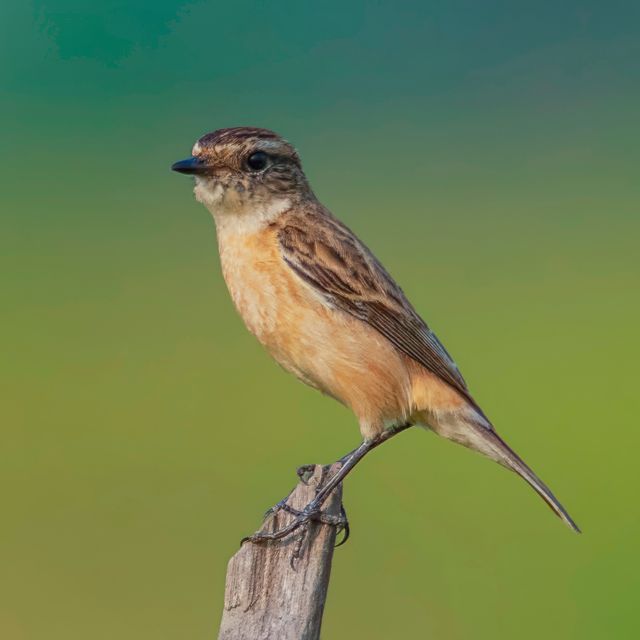 Siberian Stonechat Female