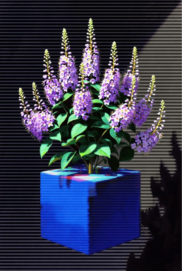 Live Outside the Box 37- Hebe speciosa