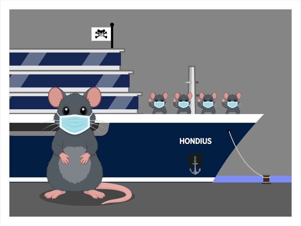 Hanta Montanta Virus