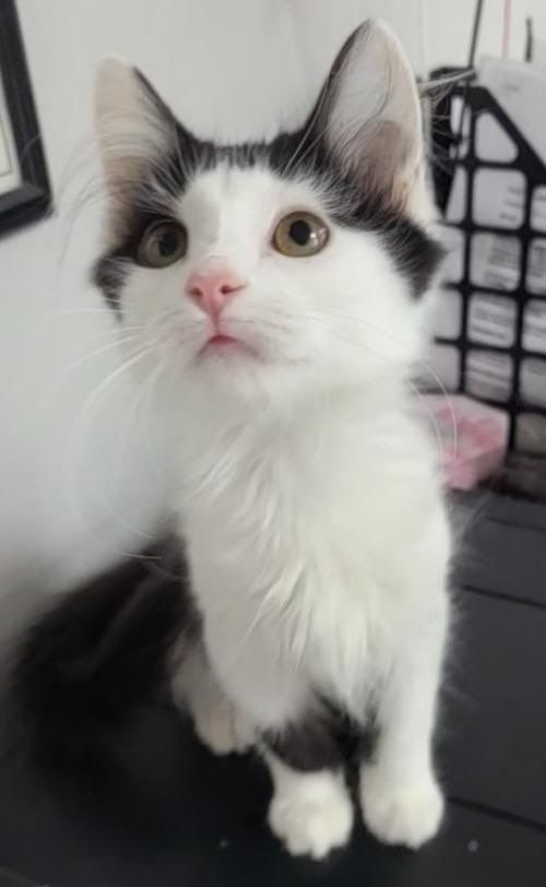 Clara's Adoption Day