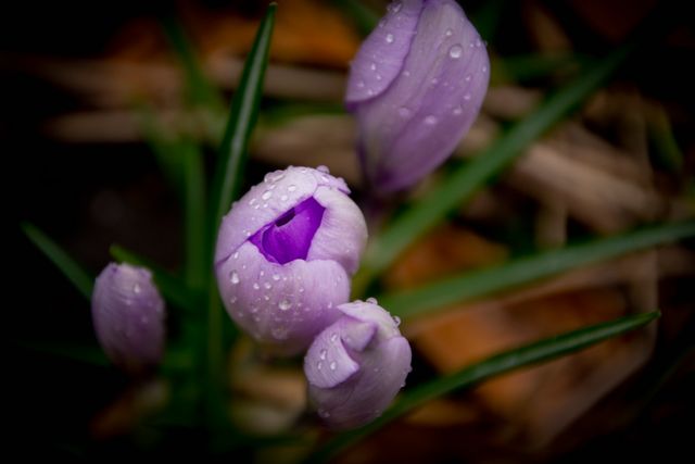 Spring Lilacs and Drops
