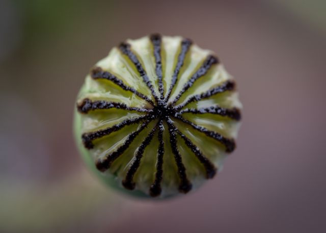Alien Bud