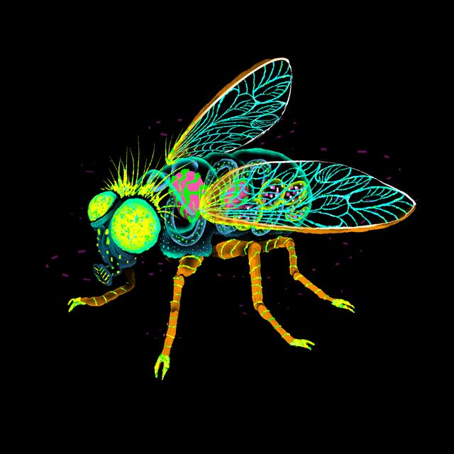 Donaldman Fly