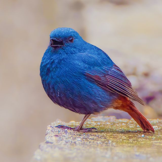 Plumbeous Water Redstart