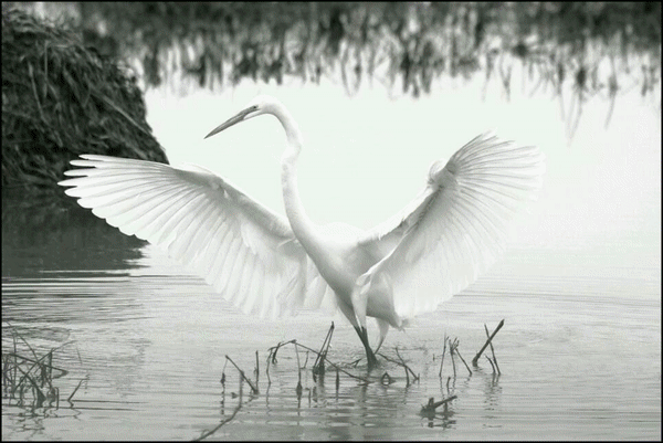 Dripping Swan