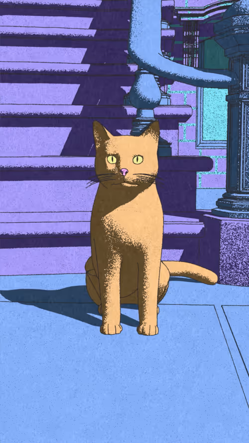 Neighbourhood Cats