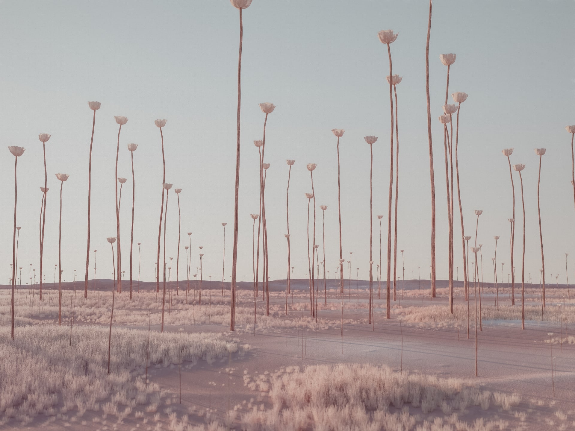tall poppies